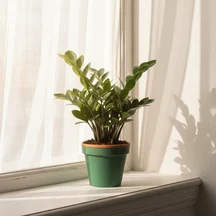 image-1-2